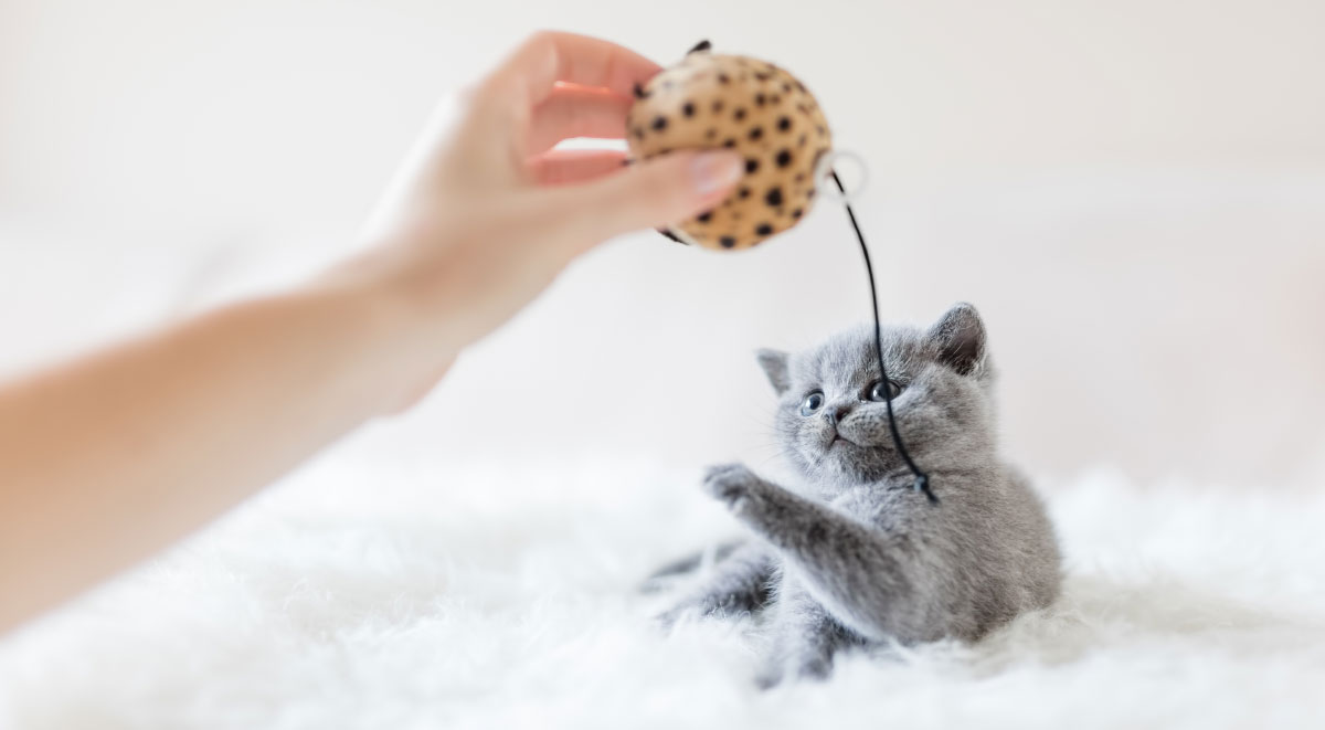 Chat En Appartement Comment Le Rendre Heureux