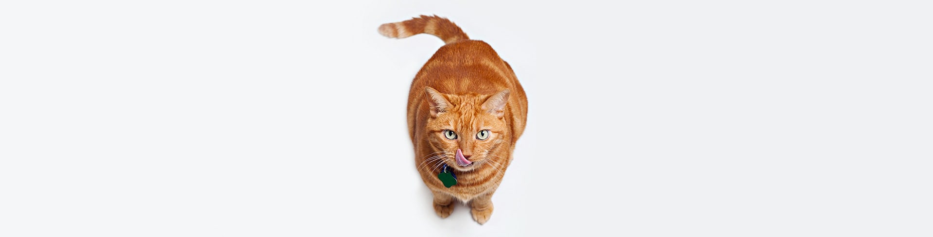 Les meilleures pâtées pour chat : notre avis vétérinaire