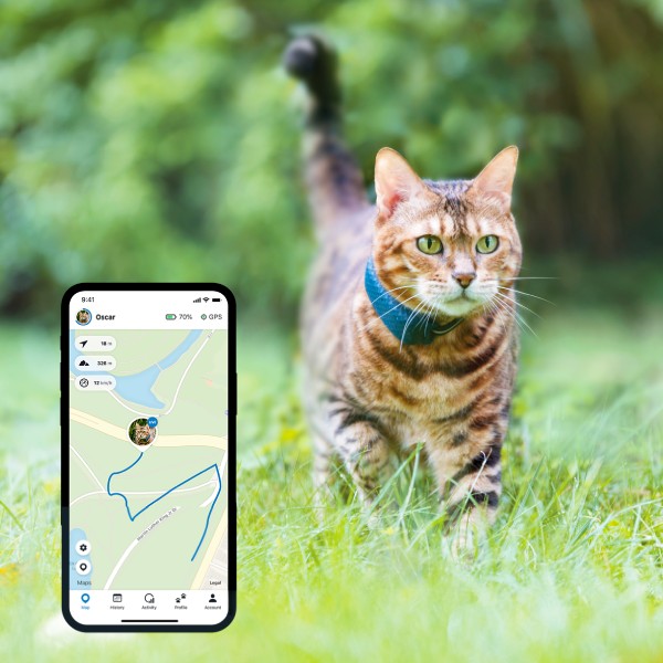 Implant ou puce GPS pour chat et chien, comment choisir ?